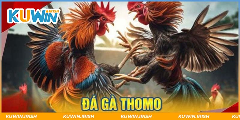 Siêu phẩm đá gà Kuwin Thomo cuốn hút 