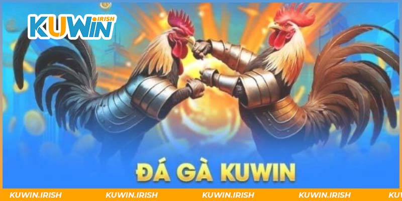 Tham gia đá gà Kuwin rinh ưu đãi hoàn trả không giới hạn 